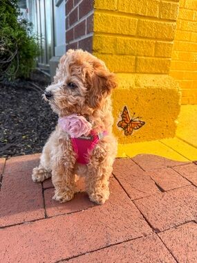 Fuschia Soft Mesh Step-in Dog Harness